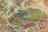 5.8" Colorful, Polished Petrified Wood Section - Arizona - #129467-2